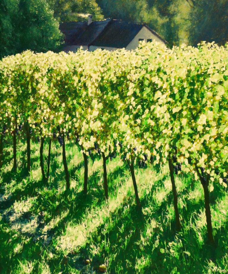 vines in Burgenland in Austria at harvest time